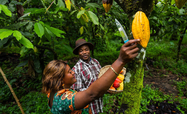 West Africa's bitter chocolate harvest is a sweet deal for farmers in ...